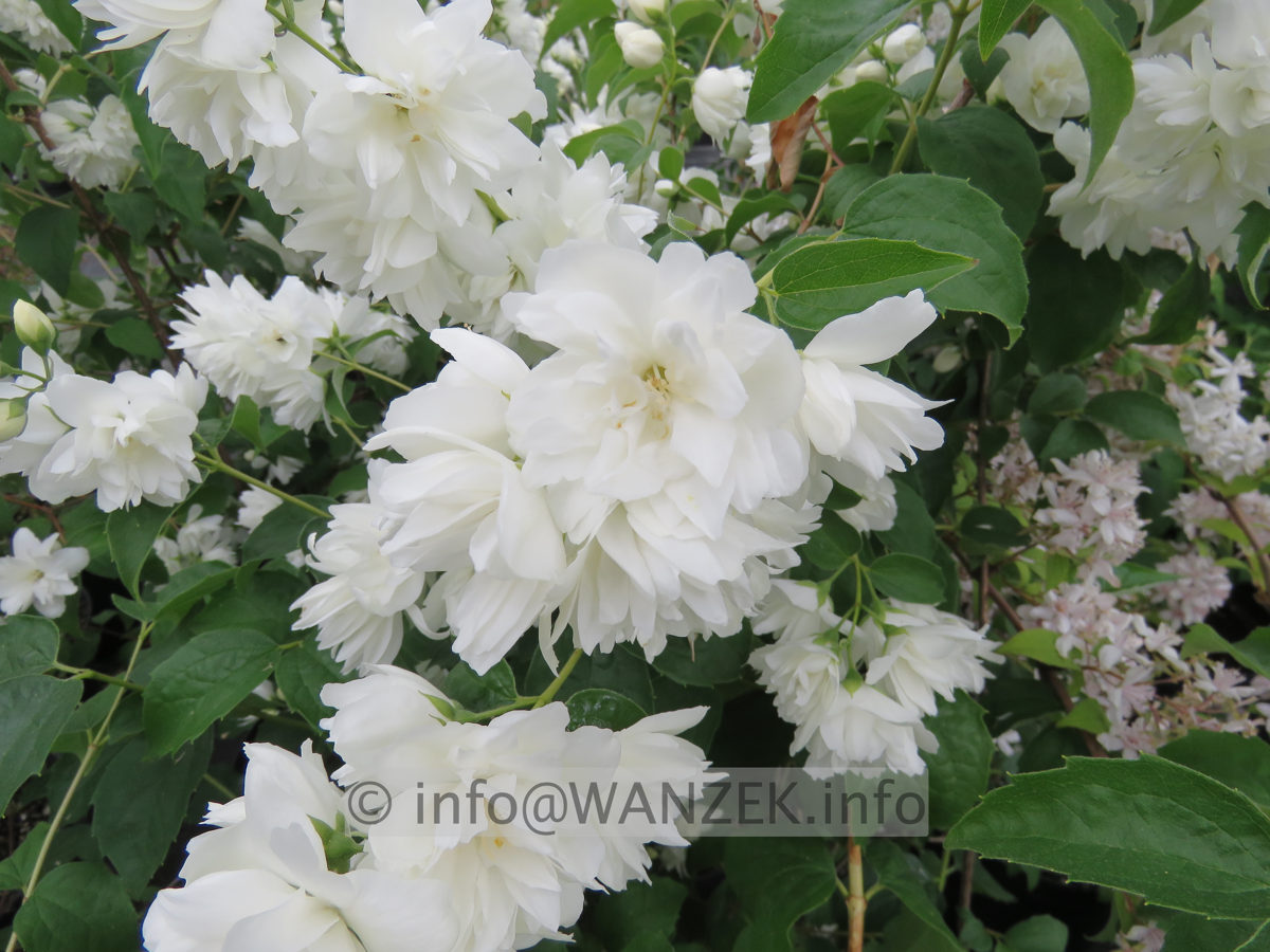 Philadelphus Schneesturm 002.JPG